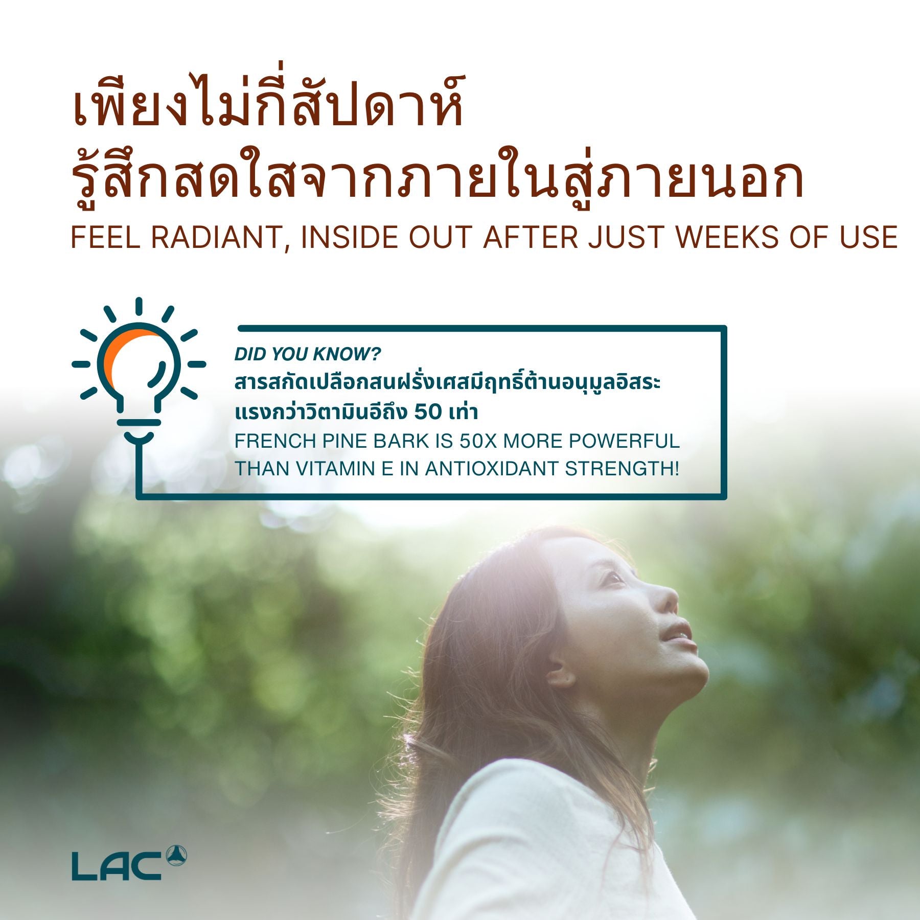 สารสกัดเปลือกไม้สนฝรั่งเศส - สารต้านอนุมูลอิสระที่ทรงพลัง