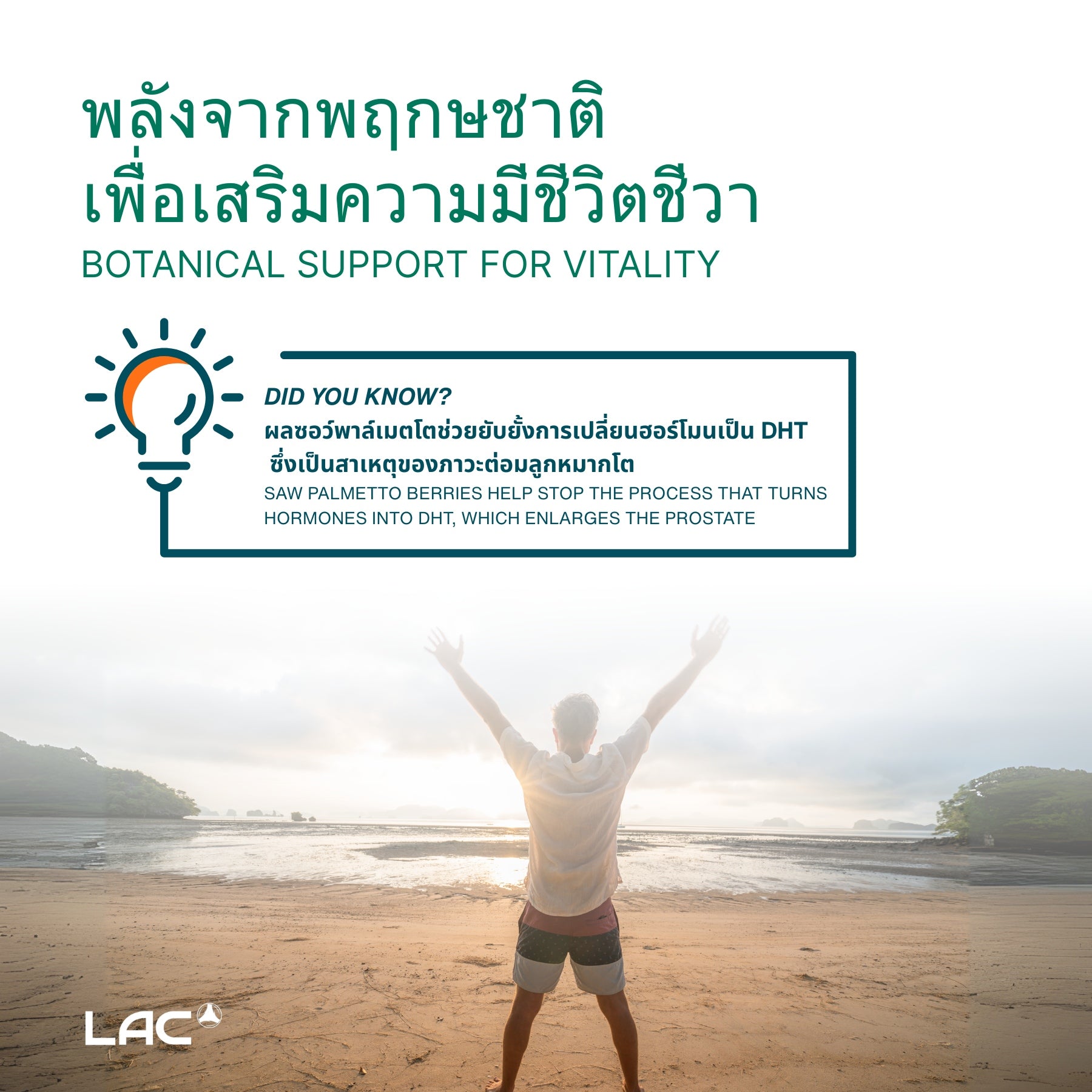 เห็นต้นปาล์ม