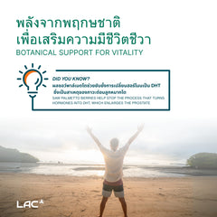 เห็นต้นปาล์ม