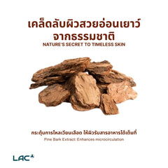 สารสกัดเปลือกไม้สนฝรั่งเศส - สารต้านอนุมูลอิสระที่ทรงพลัง