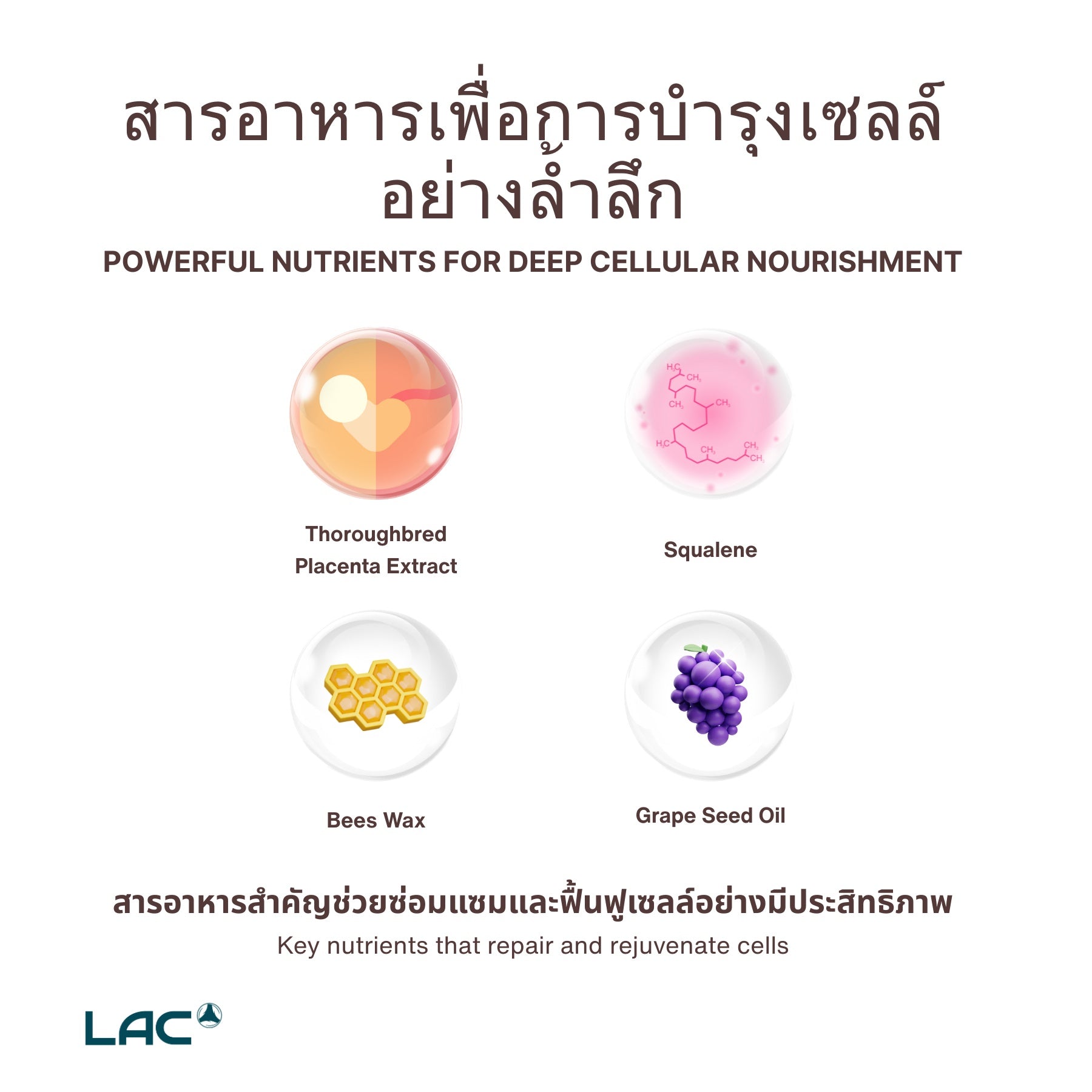 rejuvenator เซลล์ที่ทรงพลัง